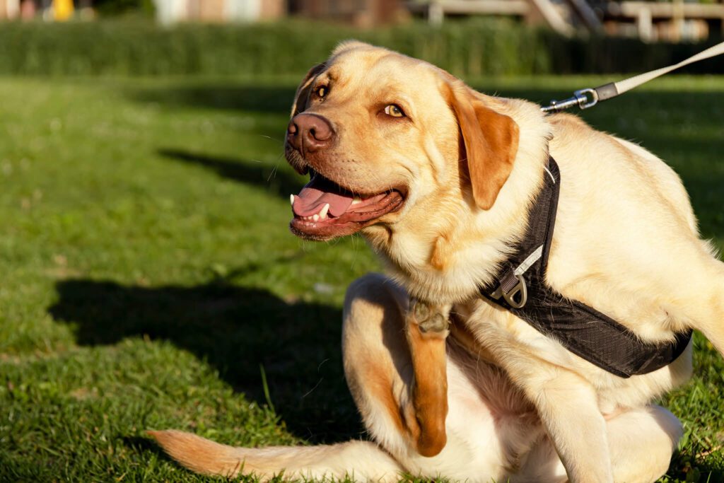 Understanding Skin Allergies In Dogs