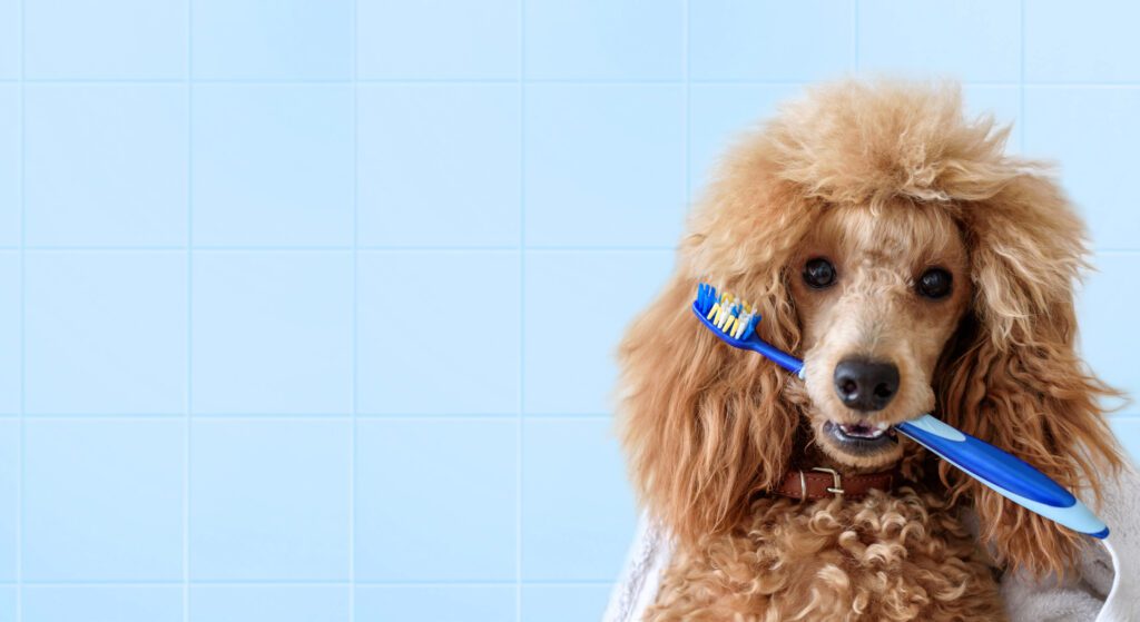 62fbc51bd374a266ffb9f642 Istock 871161902 Dentistry