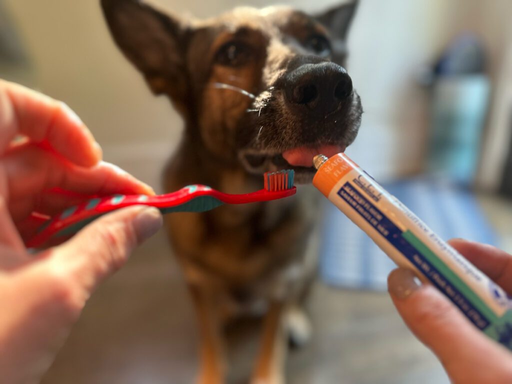 German Shepherd Being Introduced To Teethcleaning