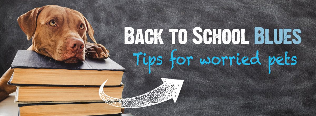 Back to School Blues: Tips to Help Your Pets Cope | Countryside ...