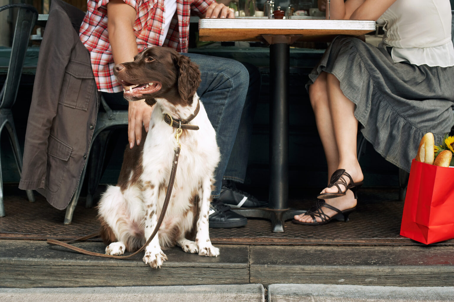 dog friendly restaurants in covington, ga dog friendly restaurants in covington, ga