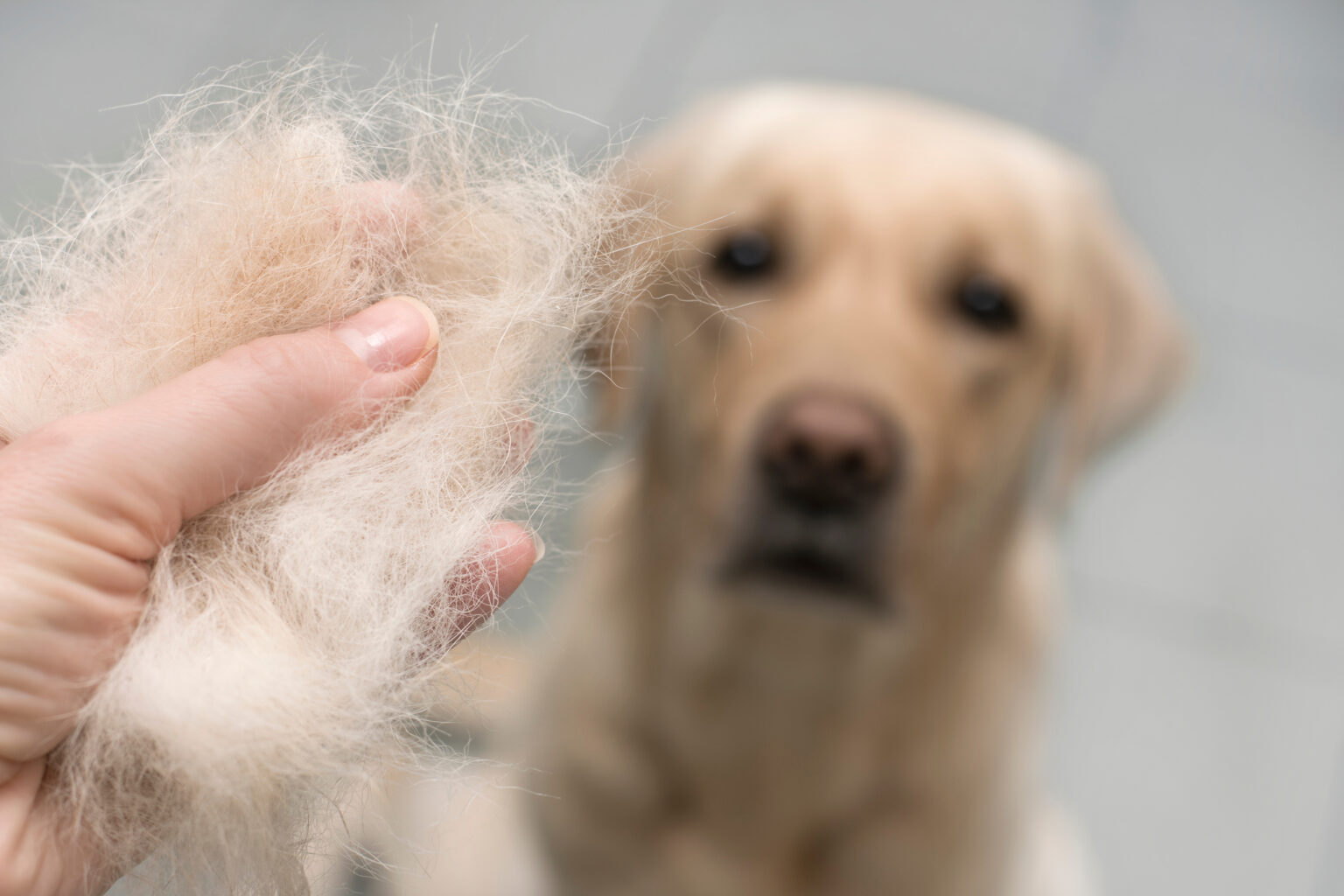 dog shedding dog shedding