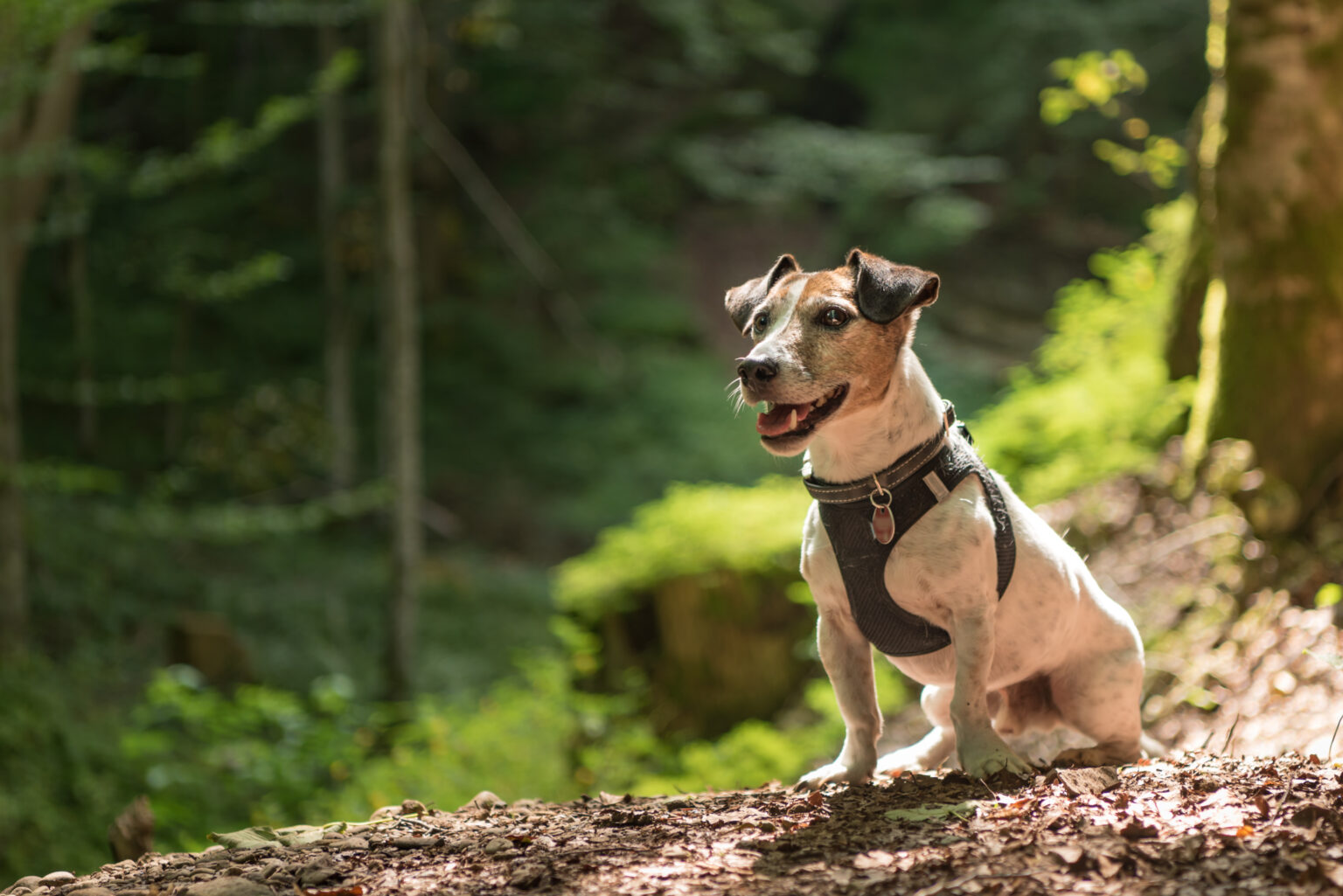 Jack Russell Terrier Dog Is Sitting In A Sunny Forest Jack Russell Terrier Dog Is Sitting In A Sunny Forest