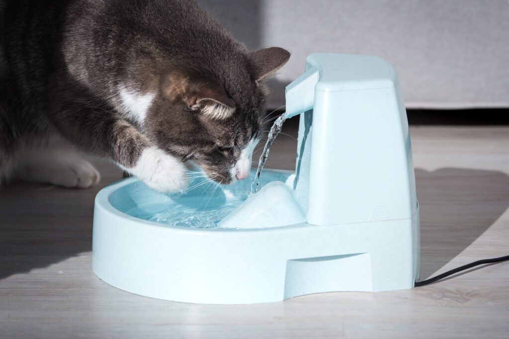 cat hydration