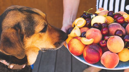 dog sniffing a fruit platter with peaches, apricots, and cherries