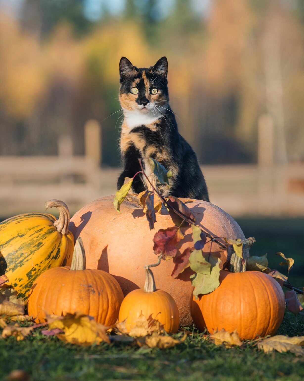 Cat With Pumpkins Portrait