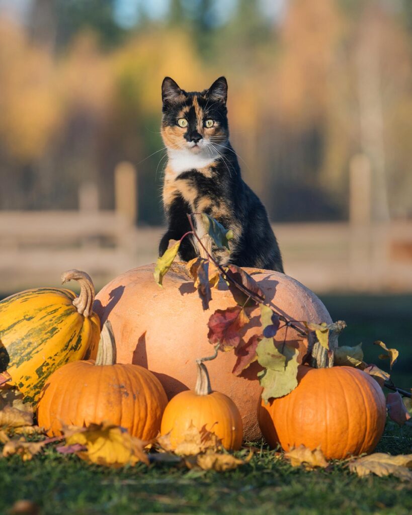 Cat With Pumpkins Portrait