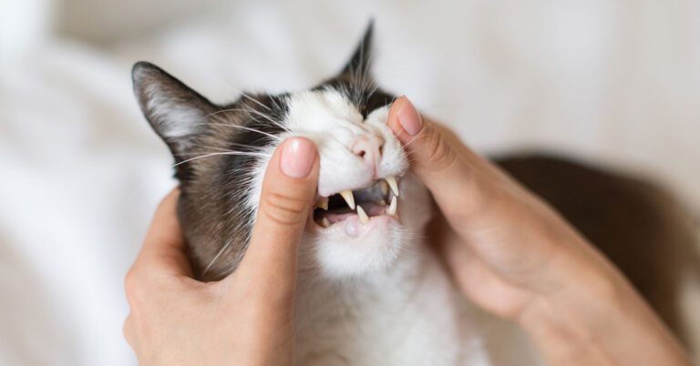 Cat Tooth Abscess: Everything You Need to Know | Countryside Animal ...