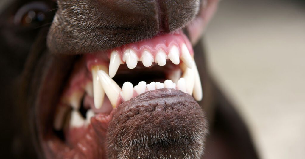 closeup of a brown dog's white teeth