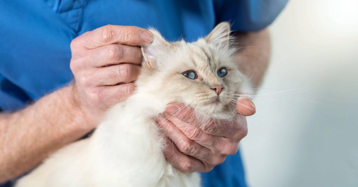male vet checking cat's ears at clinic