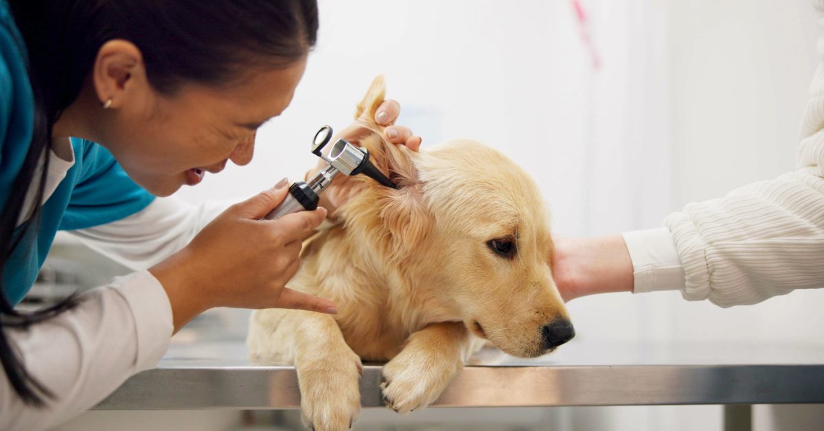 female vet checking dog's ears at clinic
