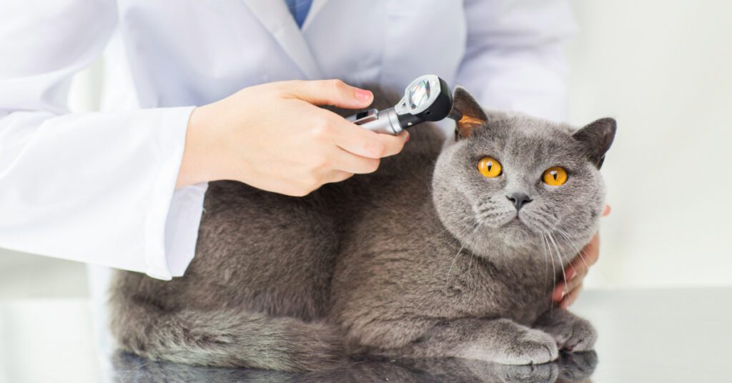 vet checking cat's ear with otoscope