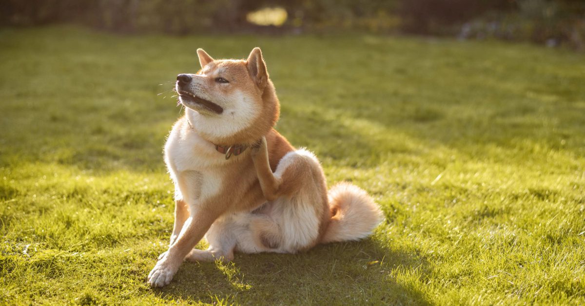 dog scratching itself while sitting in the grass on a sunny day