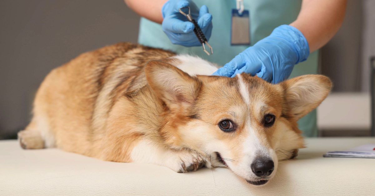 vet using tool to remove tick from corgi dog at clinic