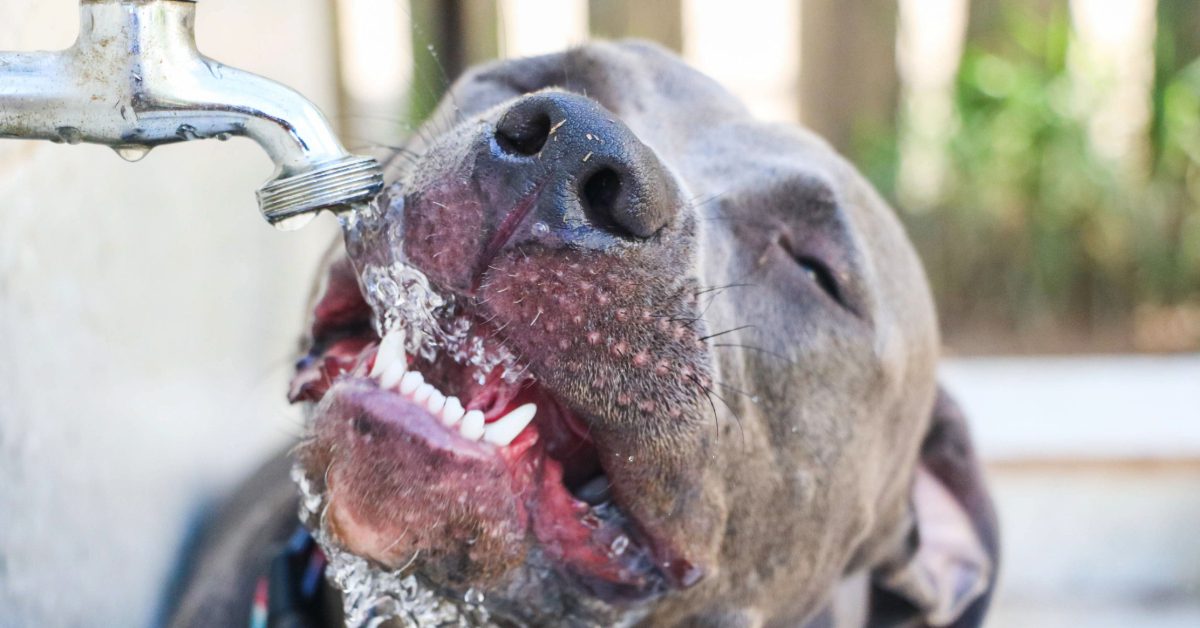 close up of dog drinking water from an outdoor valve
