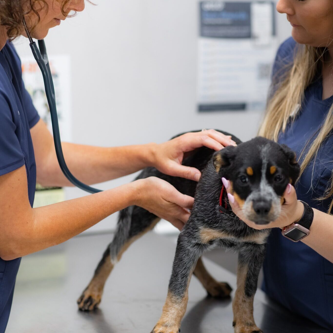 vet checking dog's lungs vet checking dog's lungs