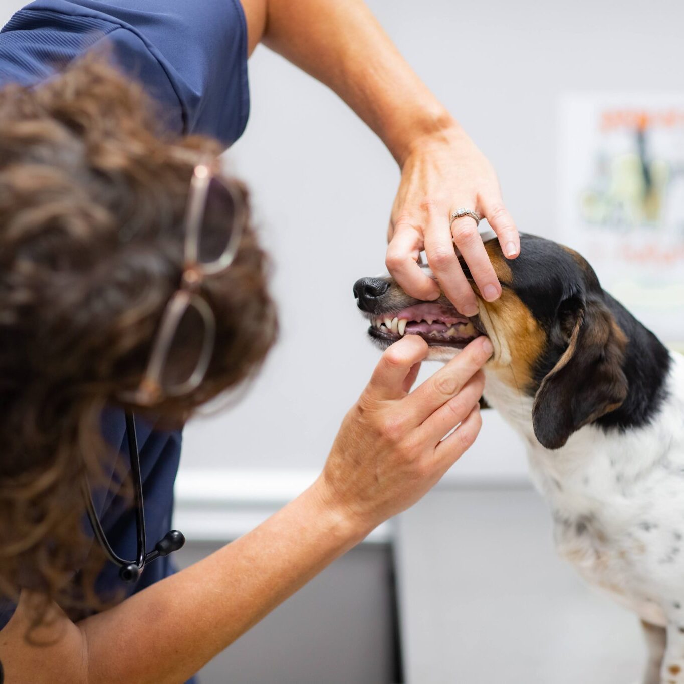 vet checking dogs teeth vet checking dogs teeth
