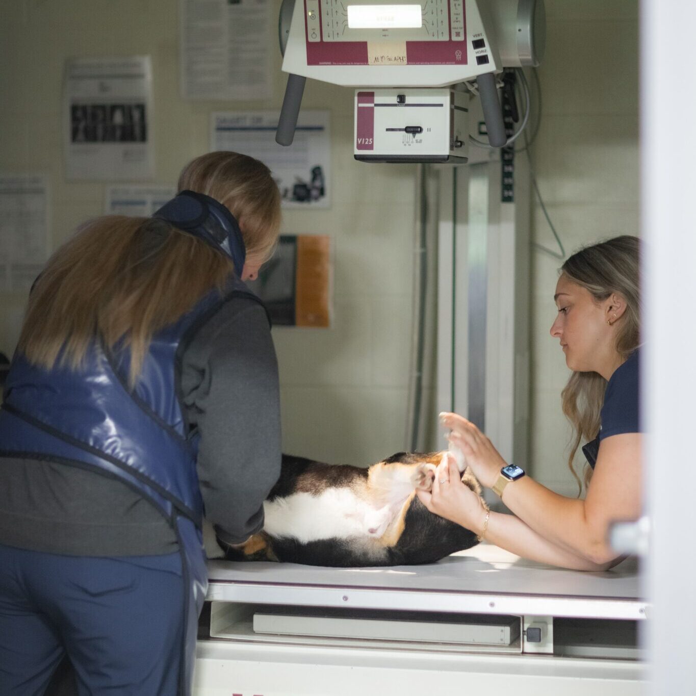 dog xray dog xray