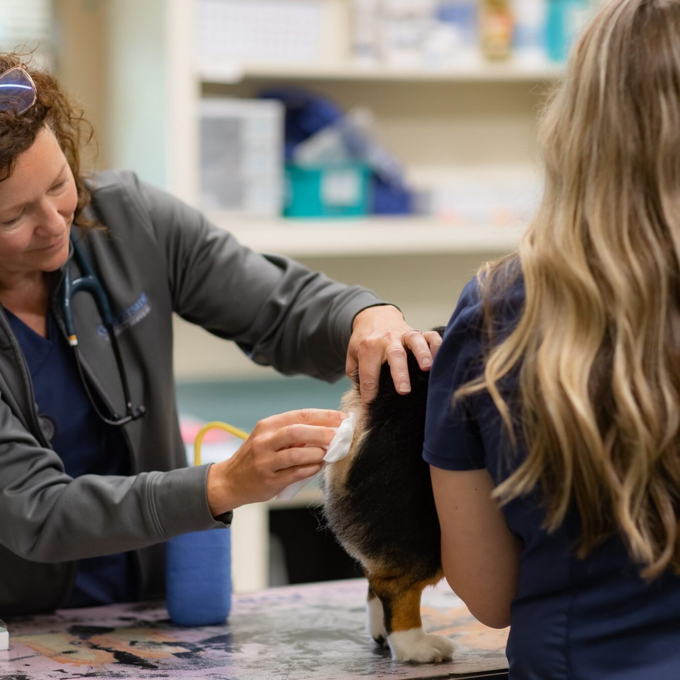 vet dermatology vet dermatology