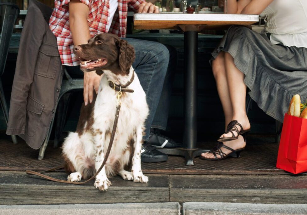 dog friendly restaurants in covington, ga dog friendly restaurants in covington, ga