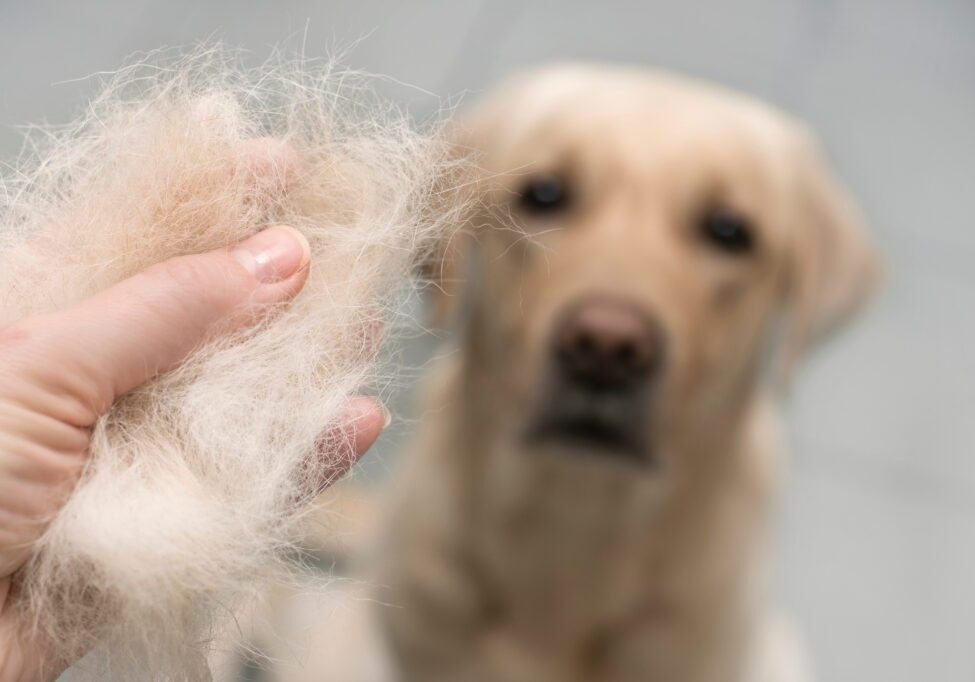 dog shedding dog shedding