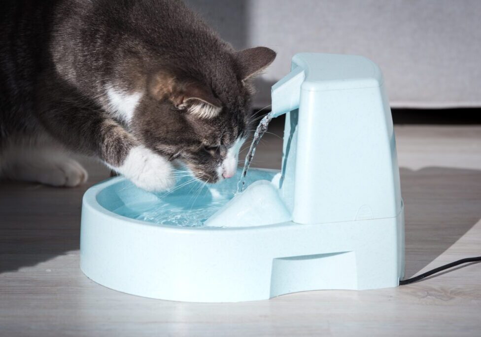 cat hydration cat hydration