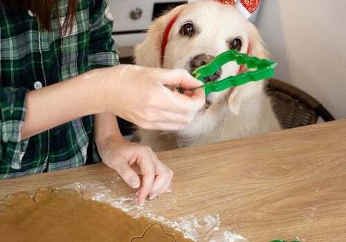 golden retriever dog wearing festive headband sitting at the table while female owner bakes gingerbread