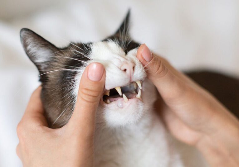 Closeup of a black and white cat with opened mouth while pet owner examines its teeth