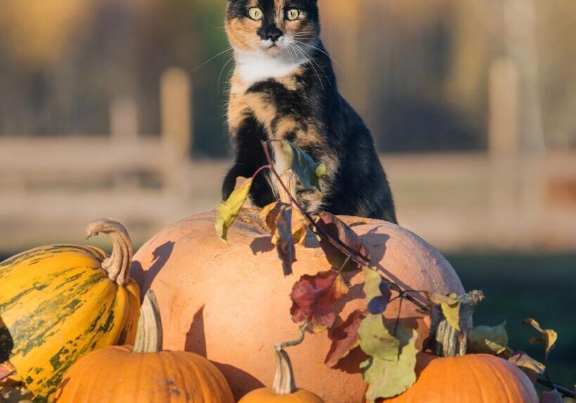 Cat With Pumpkins Portrait