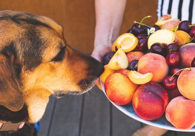 dog sniffing a fruit platter with peaches, apricots, and cherries
