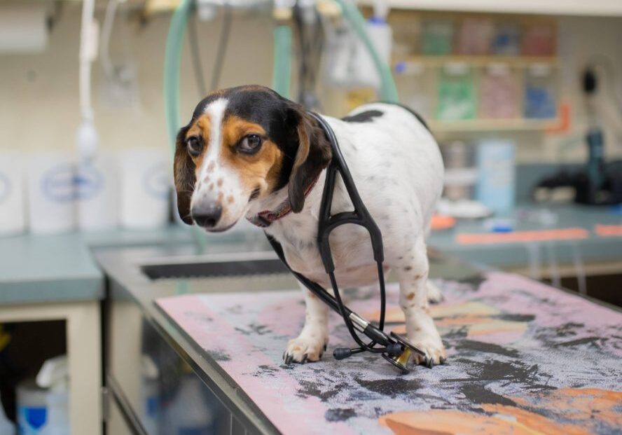 Dog On Table Looking At Camera