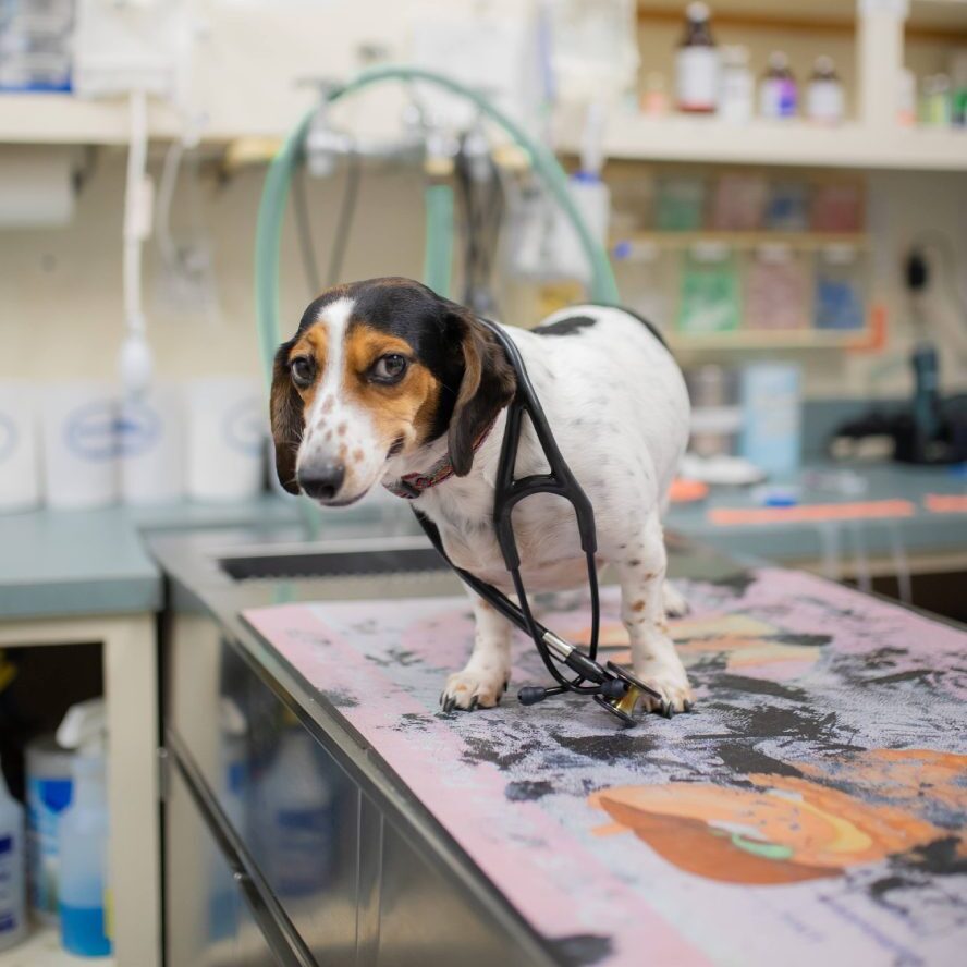 Dog On Table Looking At Camera