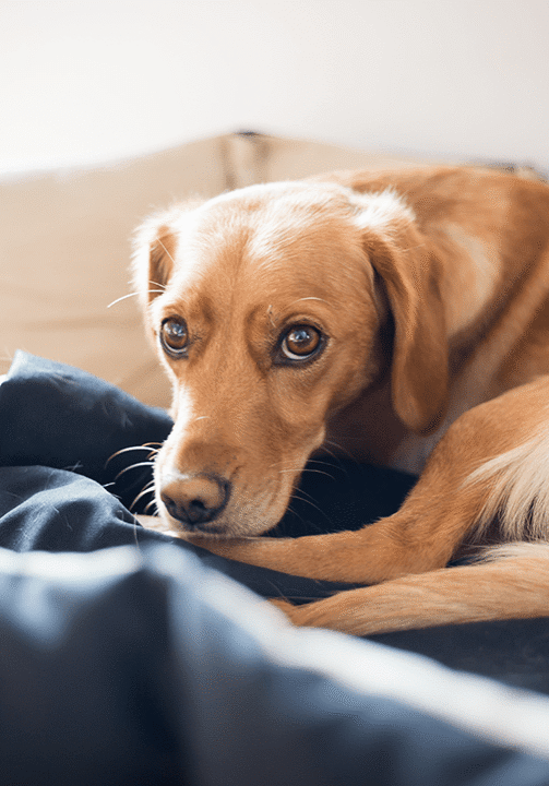 Dog Resting Couch