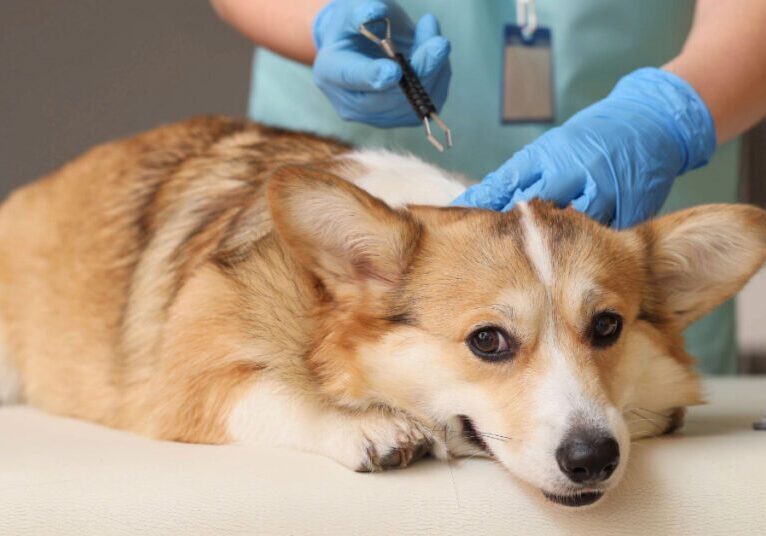 vet using tool to remove tick from corgi dog at clinic