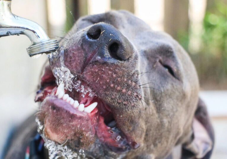 close up of dog drinking water from an outdoor valve