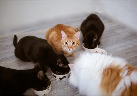 a group of cats eating from bowls at home