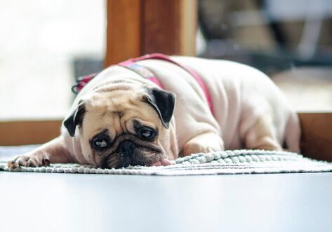 lethargic pug dog laying on a rug