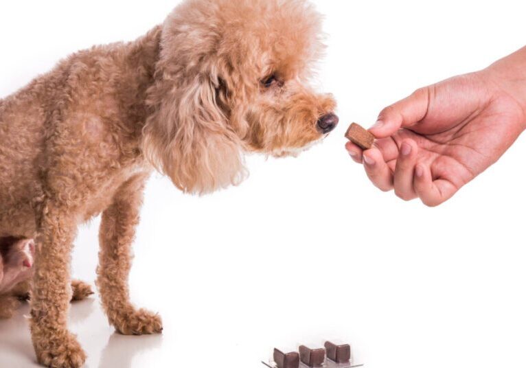 owner handing dog chewable heartworm prevention tablet