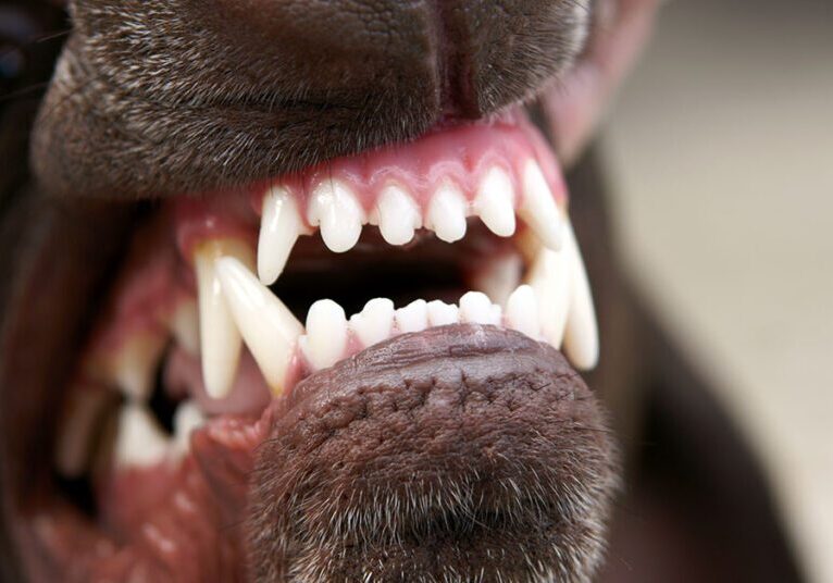 closeup of a brown dog's white teeth