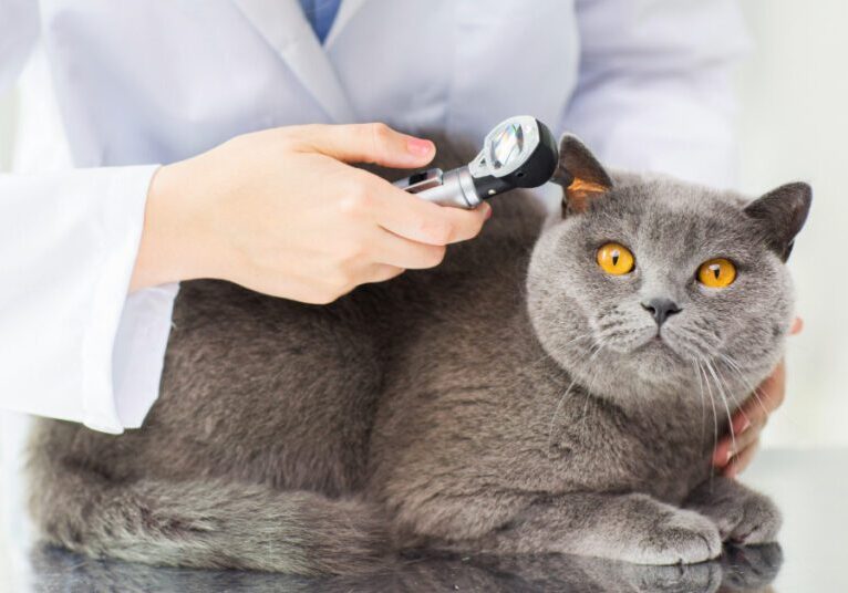 vet checking cat's ear with otoscope
