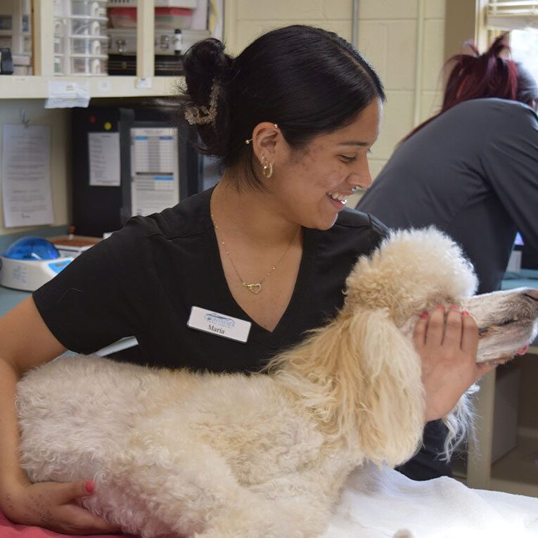 Staff Member Smiling And Holding Up Poodle After Surgery
