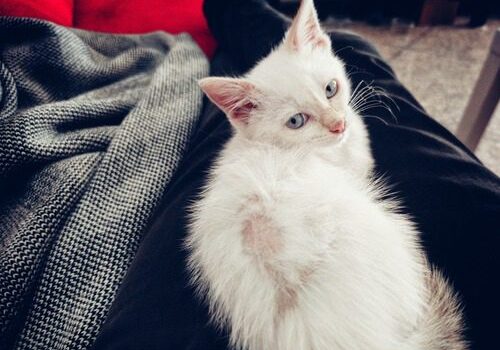 small white kitten with bald patch on its back