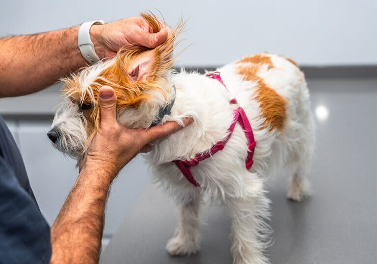Veterinarian examining ear of jack russell terrier dog on table